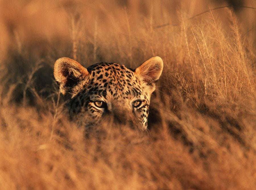Leopard peeking through tall, golden grass with only its eyes and ears visible, blending into the sunlit surroundings.