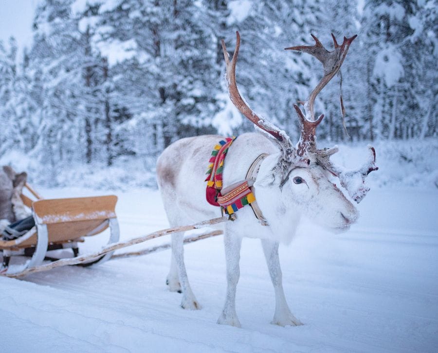 A reindeer with large antlers stands in the snow, pulling a wooden sled. Snow-covered trees are in the background.